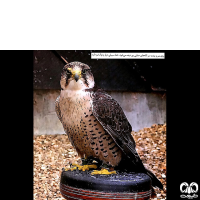 گونه لاچین Lanner Falcon